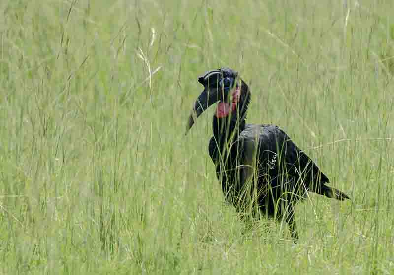 Abissinian Ground Hornbill - parque nacional de las cataratas Murchison - Uganda 2